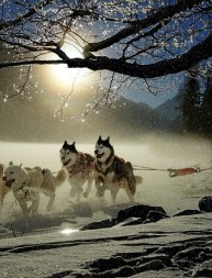 Le traîneau à chiens : Une aventure hivernale incontournable