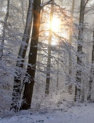 Vivez l'hiver à son meilleur: patinez sur des sentiers forestiers